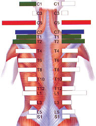 Stress in the Spine